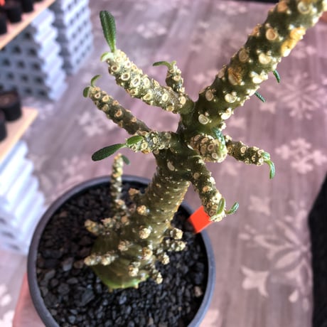 希少‼︎dorstenia   gigas《L size》※発根済株※太め株元&半端なき枝振りにweightの低さが堪らない最高品質な一株※mad black bowl pot植え