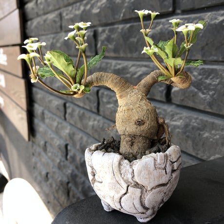 euphorbia  fishbone《 M size》※現地球発根済株※発根後店主国内管理3年株※激希少‼︎今や流通少なきフィッシュボーン‼︎※陶器鉢植え