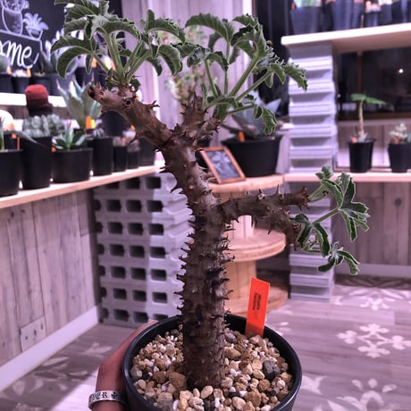 《jatropha  fissispina》希少株‼︎