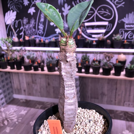 euphorbia    neohumbertii《噴炎竜》M size