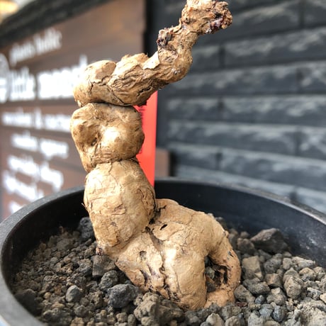 pelargonium  nova《L size》※現地球株発根済※丁度年月かけ脱皮後のためツルツル表皮も愛らしい大株※black pot植え