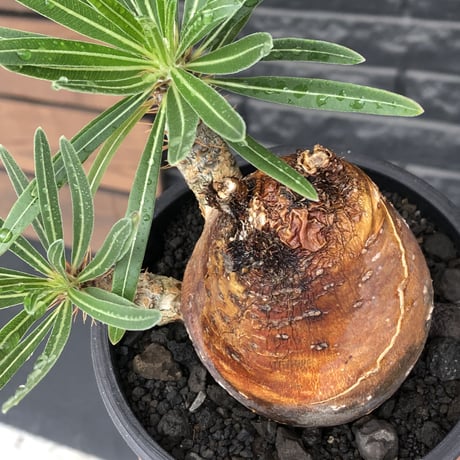 pachypodium gracilius《大きめM size》※現地球株発根済※成長点潰れ&ワイルド現地焼け肌‼︎子孫繁栄意識高く胴吹き枝の装いが堪らない良樹形※mad black pot植え