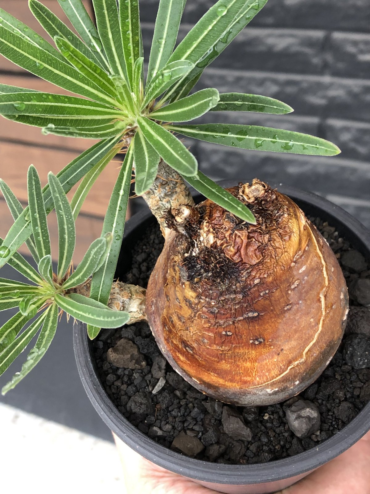 グラキリス中株（幅約14cm）現地球発根済み