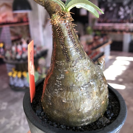 pachypodium gracilius《小さめM size》現地焼け肌※現地球発根後店主国内管理3年株※岩肌に当たり育ったエグれ傷を持つwildな出立ちが堪らない※mad black pot植え