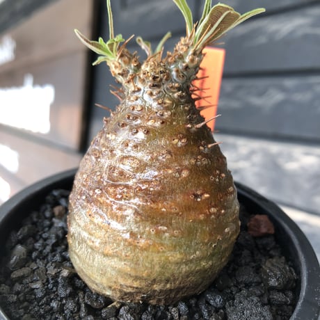 pachypodium gracilius《大きめS size》※希少赤肌&green肌＆球体株※現地球発根後店主国内管理2年株※短枝ツートンカラーが堪らない※mad black pot植え