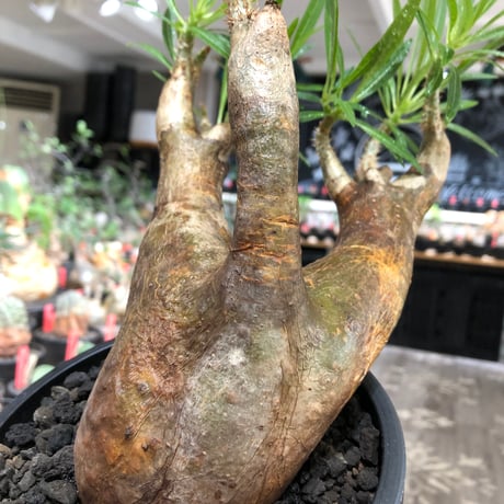 pachypodium inopinatum《L size》※現地球株発根済※斜面に自生のため好きな方には刺さる捻くれバランスの可愛さと良枝振りな一株※black bowl pot植え