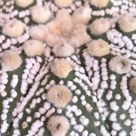 astrophytum asterias var.スーパー兜《LL size》※店主国内管理8年株※大変ビッグで白肌が堪らない‼︎希少兜※mad black pot植え