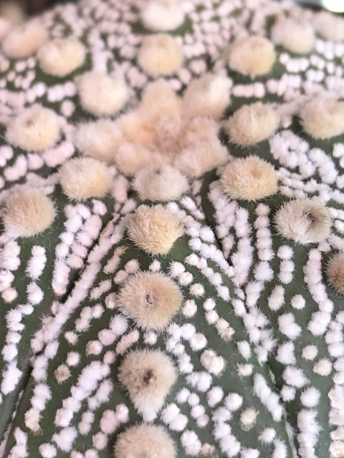 astrophytum asterias var.スーパー兜《LL size》※店主国内管理8 astrophytum asterias var.スーパー兜《LL size》※店主国内管理8
