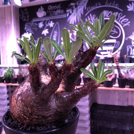 packypodium  gracilius《L  size》※現地球発根済株※店主国内管理3年株※現地焼けの自己主張強きぼってりwildグラキ‼︎※mad black pot植え