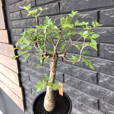 bursera  fagaroides《L size》※現地球発根後店主管理6年株※成熟しメクれ上がった表皮＆weight低くぼってり株元を作り込んだ渾身の一株※mad black pot植え