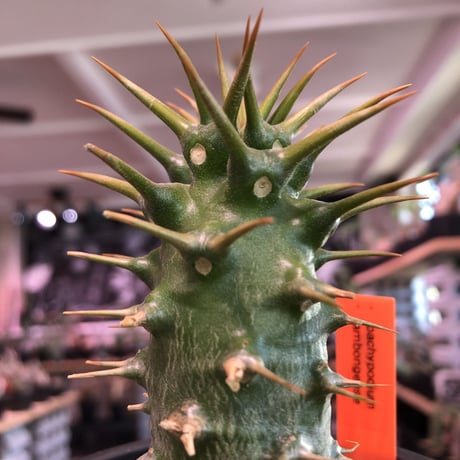 packypodium  ambongense  littmon seed🌱《M  size》※希少高きアンボンゲンセ‼︎激オススメ株※mad black pot植え