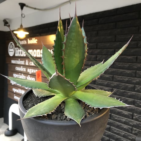 agave horrida《大きめL size》※現地球発根後店主国内管理3年株※締まり&樹形balance良き大きめホリダ※mad black bowl pot植え