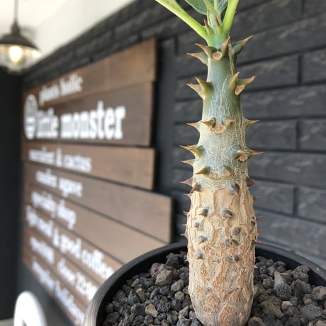 pachypodium  windsori i× baronii  《M size》希少※現地実生発根済株※成長楽しみな双方の良さが活きた将来有望株※mad black pot植え