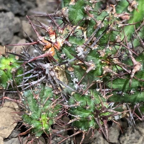 euphorbia golisana《M size》※現地球株発根済※木質化した極太主頭から伸びる良枝振りとコントラストが美しく厳つい棘々しさも堪らない‼︎※black bowl pot植え