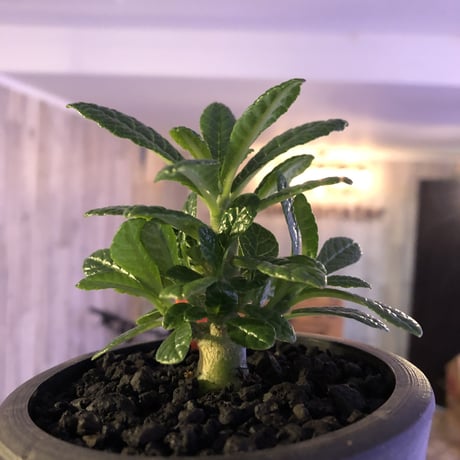希少 dorstenia   gigas《S size》littmon  seed🌱　良い枝ぶりの将来有望ギガス‼︎※mad black pot植え！リクエスト追加補填２株