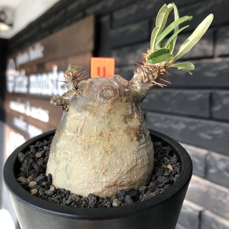 pachypodium gracilius《大きめS size》※現地球発根後店主国内管理3年株※極短枝且つ特化したプリンカラーが堪らない一株※mad black pot植え