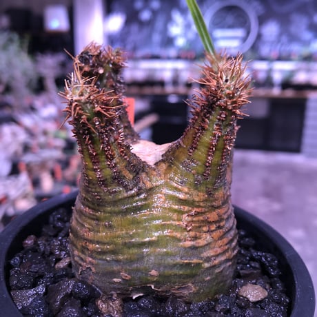 pachypodium  gracilius《大きめS size》希少green肌ぼってり樹形※現地球発根済株※店主国内管理2年株※weight＆枝振り良き将来有望株※mad black pot植え