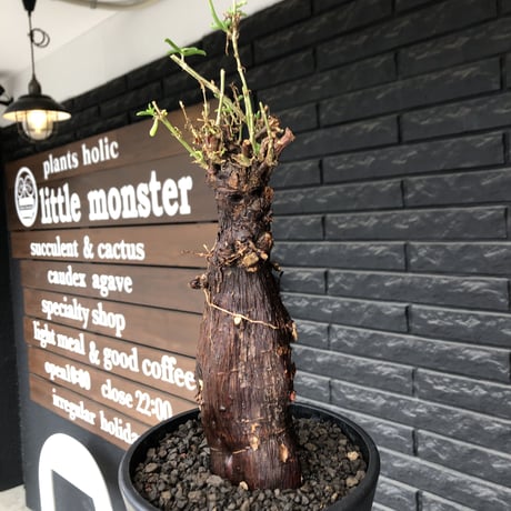 mestoklema tuberosum《L size》※現地球発根後店主国内管理5年株※味深き朽ちくによるメクれ&赤肌強き極太株元‼︎冬季も動く唯一無二な希少灌木※mad black pot植え