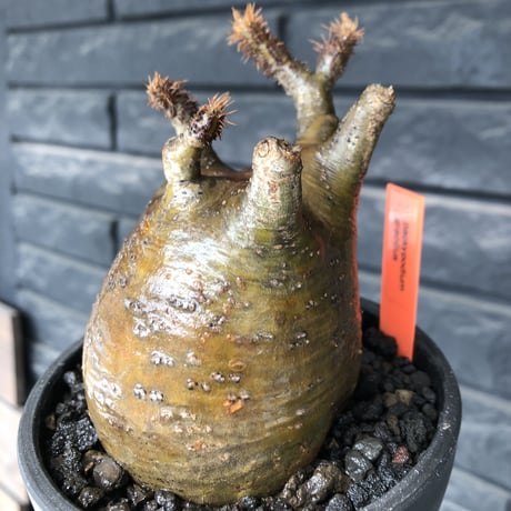packypodium  gracilius《M size》ロゼット枝※現地球発根済株※店主国内管理3年株※360度展開した枝振りに短枝＆多枝な大変ぼってり良樹形※mad black pot植え