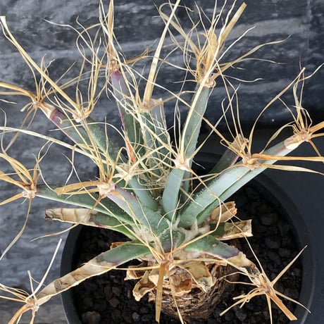 leuchtenbergia  principis 晃山《LL size》大株※現地球株発根済※極太幹を持ち年代物なため極めてワイルドな一株‼︎※mad black bowl pot植え