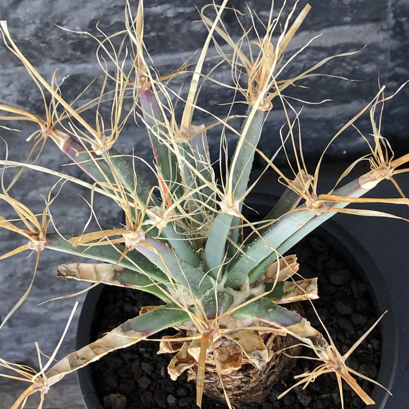 leuchtenbergia principis 晃山《LL size》大株※現地球株発根済