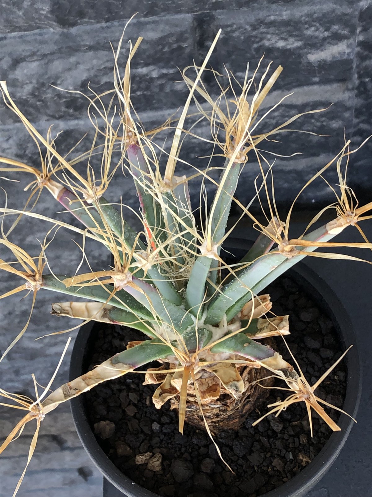 leuchtenbergia principis 晃山《LL size》大株※現地球株発根済