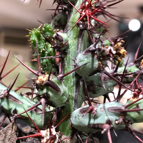 euphorbia aeruginosa《M size》※現地球株発根済※枝振り良く稀なほど整った出立ちバランスでキモカワナな渾身の一株‼︎※black bowl pot植え