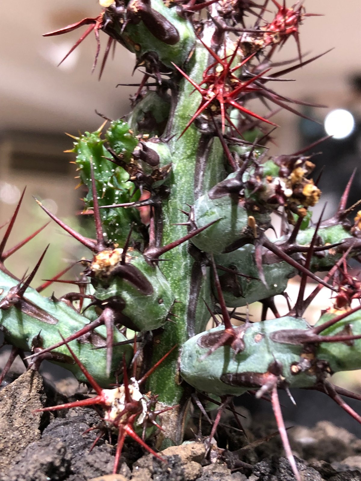 euphorbia aeruginosa《M size》※現地球株発根済※枝振り良く稀なほど整