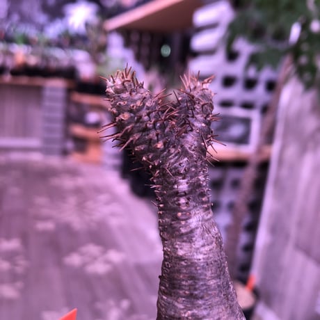 packypodium  gracilius《大きめS  size》※現地球発根済株‼︎※下部にある穴がcharmpointな可愛い一頭枝グラキ‼︎※mad black bowl pot植え