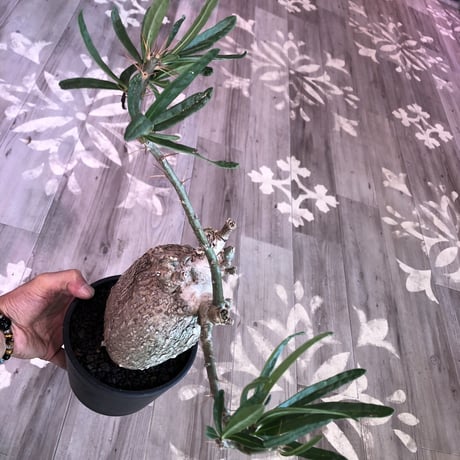 packypodium  bispinosum《L  size》現地球  発根済み株  ※店主管理国内６年株‼︎ ※mad  black  pot植え