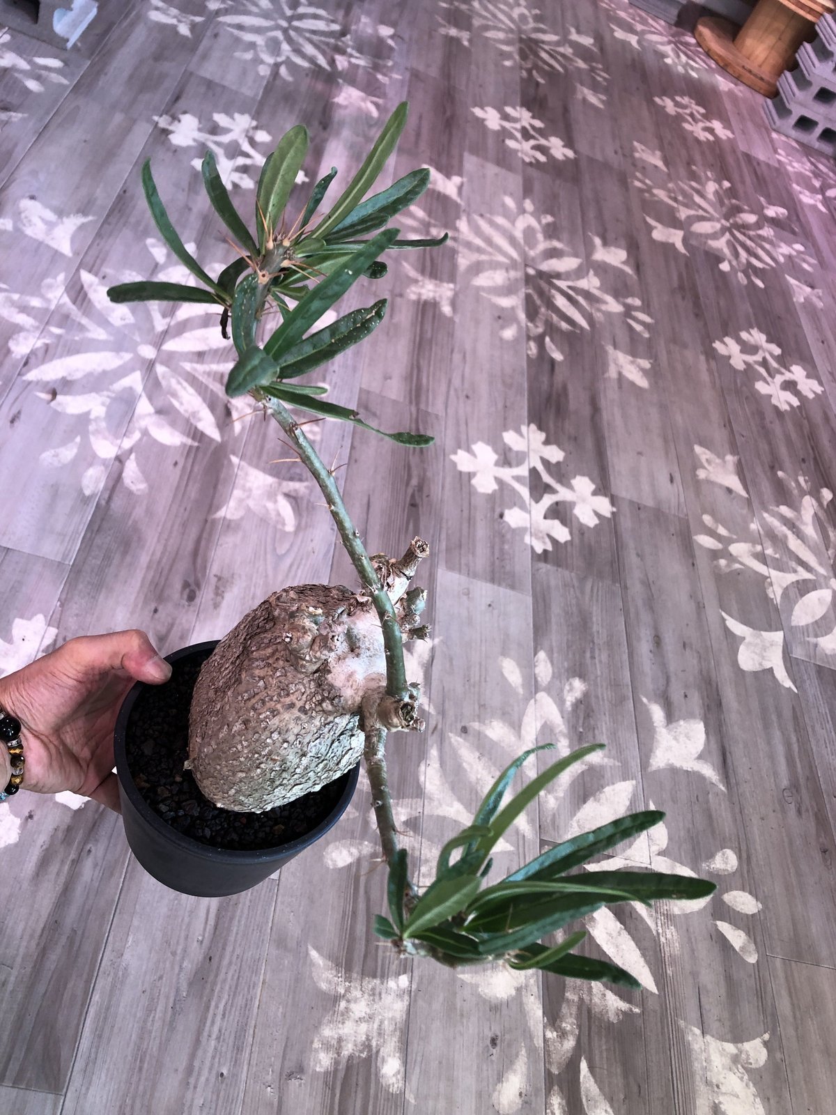 packypodium bispinosum《L size》現地球 発根済み株 ※店主