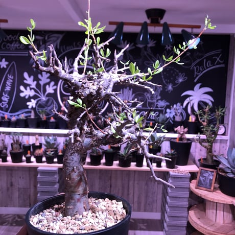 commiphora  foliacea《L size》希少株‼︎