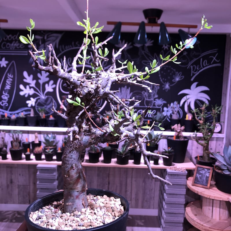 commiphora foliacea《L size》希少株‼︎ | plants holi commiphora foliacea《L size》希少株‼︎ | plants holi