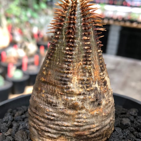 pachypodium gracilius《大きめS size》※現地球株発根済※味深くビンテージ感強き現地焼けに希少green肌を保つ樹形バランスも抜群な一株‼︎※black bowl pot植え