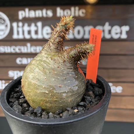 pachypodium gracilius《大きめS size》希少‼︎ニ頭枝 &green肌※現地球発根済株※店主国内管理2年株※ぼってり樹形で捻くれた感が堪らない※mad black pot植え