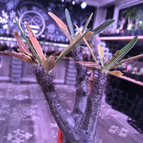 packypodium  gracilius《M size》※現地球株発根済み株‼︎  ※紅葉が綺麗なbalance良きグラキ※限定１株
