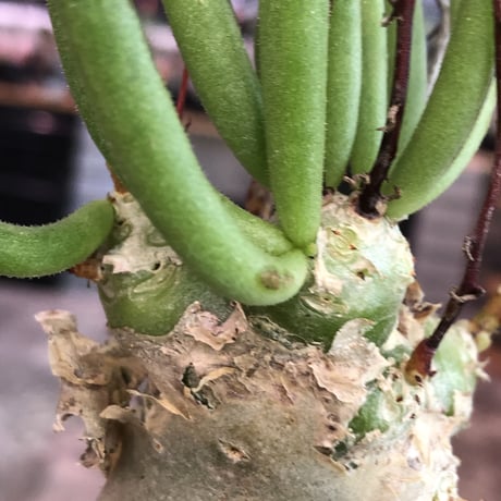 tylecodon  reticulatus《M size》※現地球発根済株※店主国内管理3年株※棘も多く残っており幹太めな昨今輸入厳しい希少種‼︎impact絶大‼︎※mad black pot植え