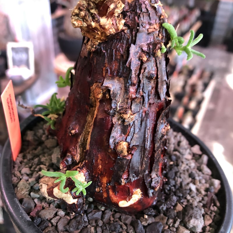 mestoklema tuberosum《M size》※現地球発根済株※幹は太めweigh