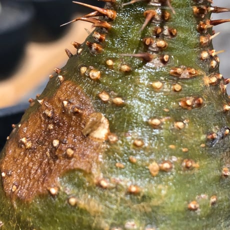 pachypodium gracilius《大きめS size》※現地球株発根済※チャームポイント的現地焼け＆極green肌を兼ね備えた良樹形株‼︎※black bowl pot植え
