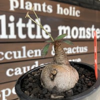 euphorbia primulifolia《大きめM size》※現地球株発根済※丸み強くぼってり樹形の愛くるしさ満点で特に開花時は肌感とのギャップも堪らない※black bowl pot植え