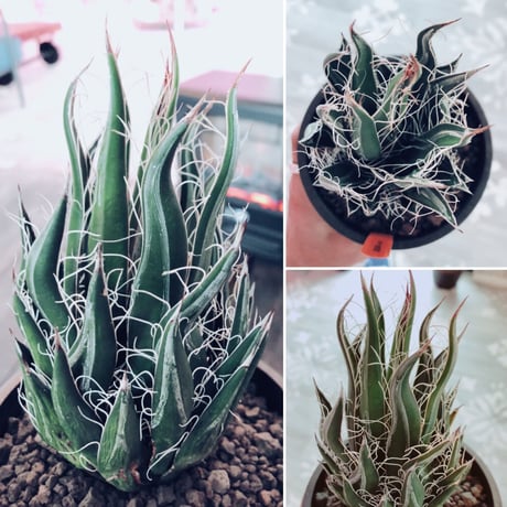 agave   filifera    schigigera    wave