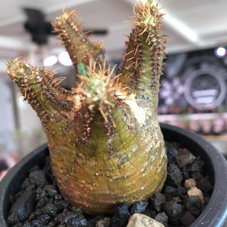 pachypodium  gracilius《S size》※現地球発根済株※店主国内管理2年株※短枝weight低きバランス良き一株‼︎※mad black pot植え