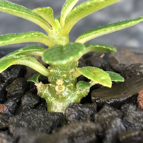希少‼︎ dorstenia gigas《S size》littmon  seed🌱（実生株）※今季成長&枝振りに期待できる将来有望人気者ギガス※mad black pot植え