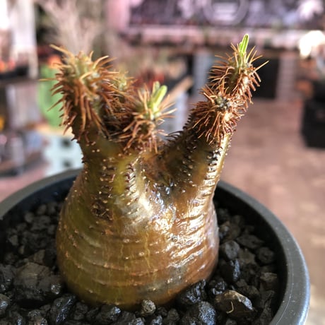 pachypodium gracilius《S size》激希少‼︎極green肌 &赤棘※現地球発根済株※店主国内管理2年株※極weight低き短枝ぼってり樹形※mad black pot植え
