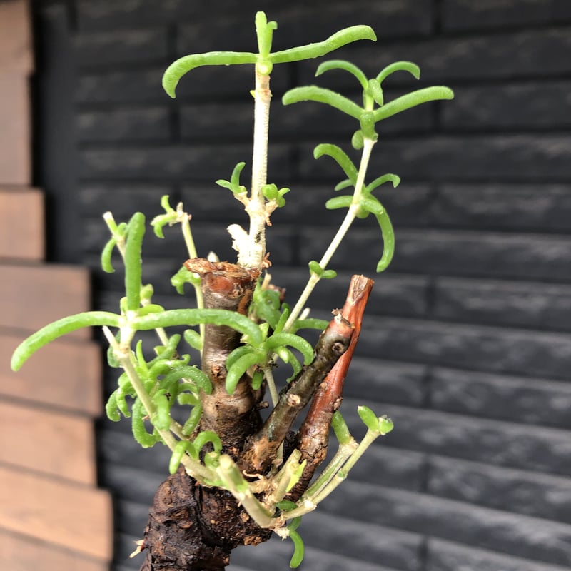 mestoklema tuberosum《M size》※現地球発根後店主国内管理3年株※仁