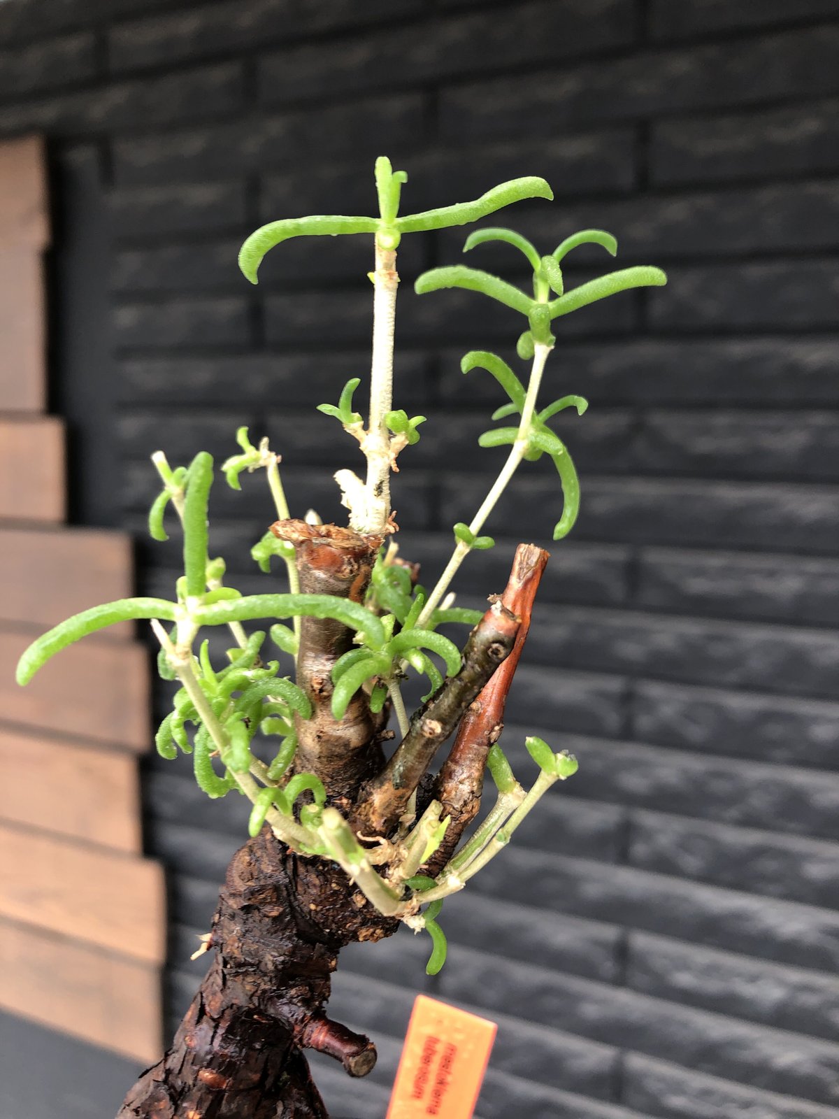 mestoklema tuberosum《M size》※現地球発根後店主国内管理3年株 mestoklema tuberosum《M size》※現地球発根後店主国内管理3年株