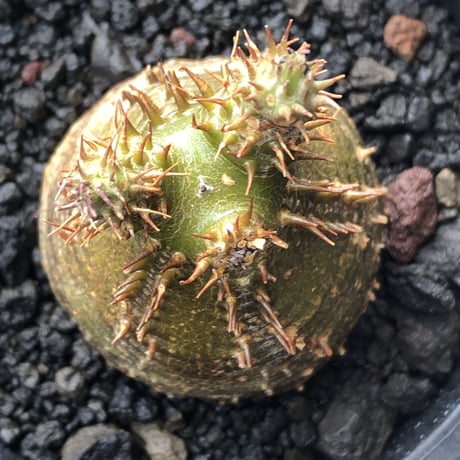 pachypodium gracilius《小さめS size》希少‼︎green肌＆球体株※現地球発根後店主国内管理2年株※極めて丸々した手放したくないかわいさ※mad black pot植え