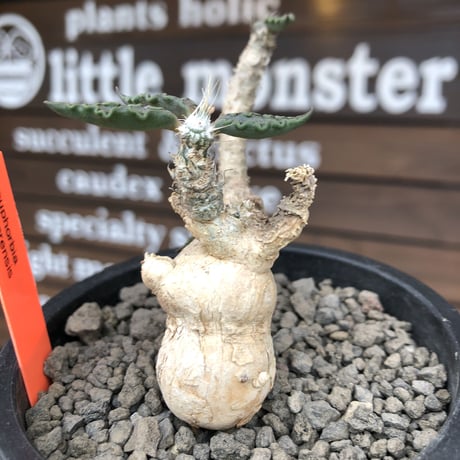 euphorbia tulearensis《 M size》※現地球発根後店主国内管理3年株※驚愕‼︎希少性激高塊根ユーフォルビア‼︎balance良き一株※mad black pot植え