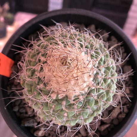 strombocactus 菊水《大きめL size》※希少‼︎現地球発根済株※実生菊水でなく希少高さ現地球株の上、更に大きく成長するtypeのbig菊水‼︎※mad black bowl pot植え