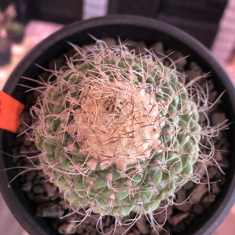 strombocactus 菊水《大きめL size》※希少‼︎現地球発根済株